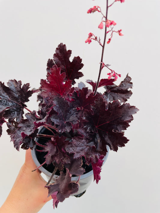 Bilde av Heuchera ‘Timeless Night'-Spanne Plantesalg