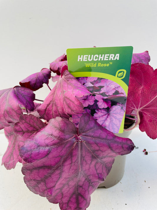 Bilde av HEUCHERA WILD ROSE-Spanne Plantesalg