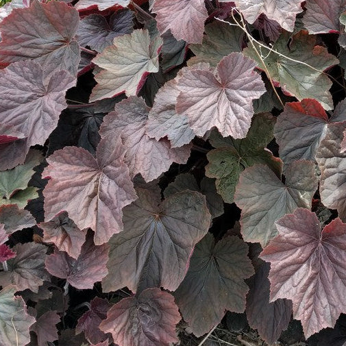 Bilde av Heuchera 'XXL'-Spanne Plantesalg