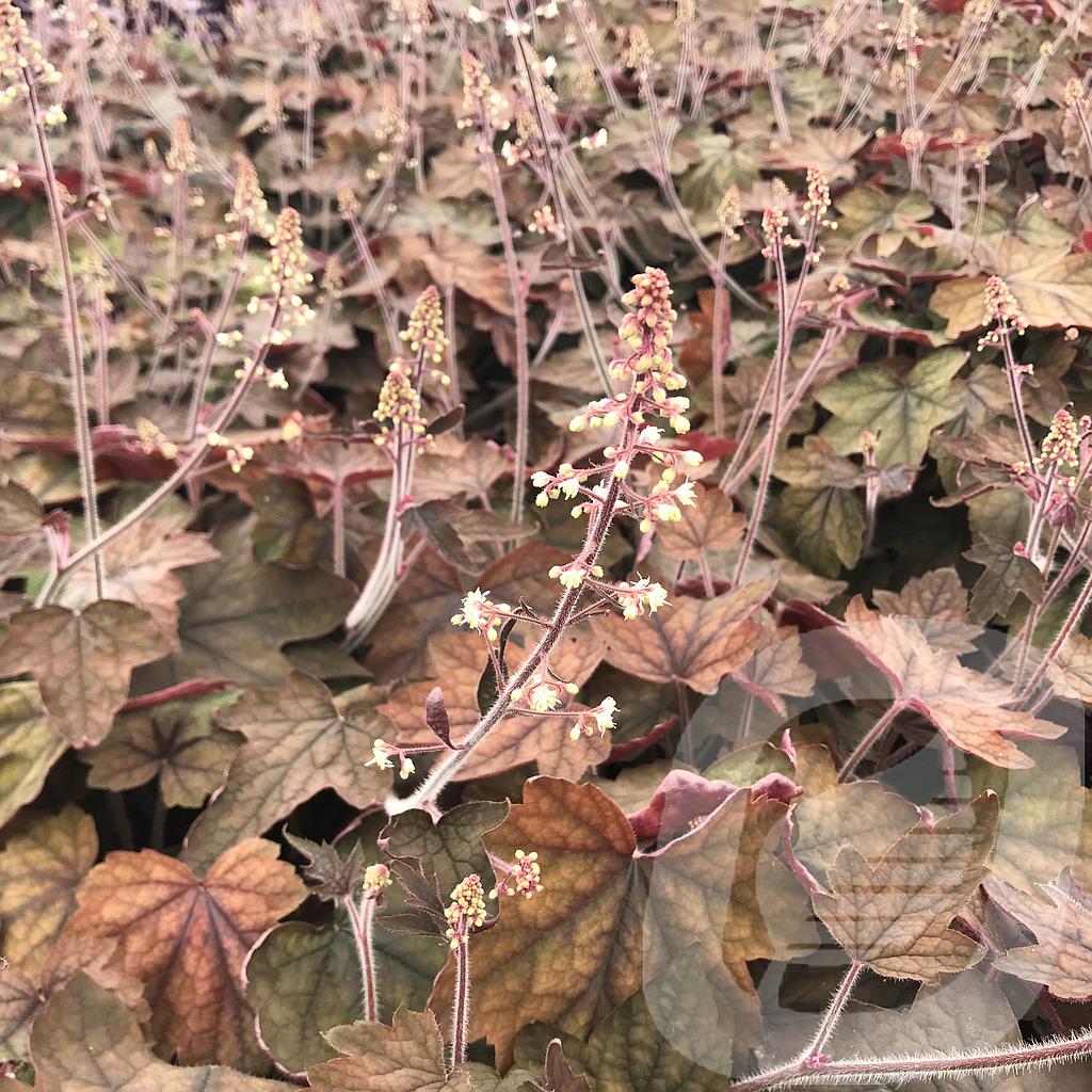 Bilde av Heucherella Art Deco-Spanne Plantesalg