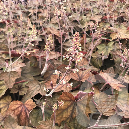Bilde av Heucherella Art Deco-Spanne Plantesalg