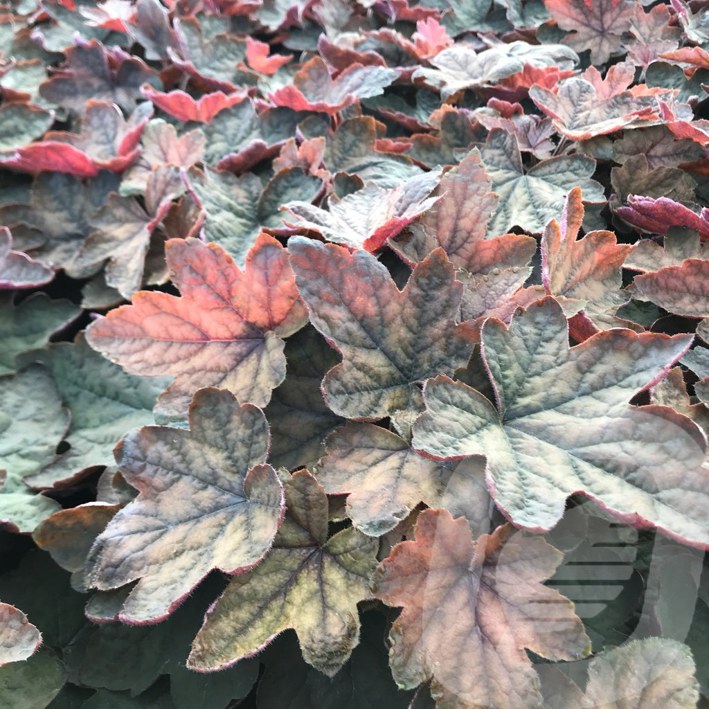 Bilde av Heucherella Art Deco-Spanne Plantesalg
