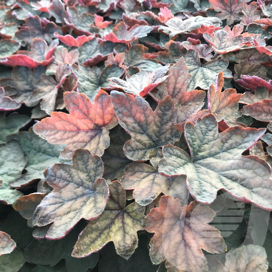 Bilde av Heucherella Art Deco-Spanne Plantesalg