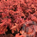Bilde av Heucherella Red Rover-Spanne Plantesalg