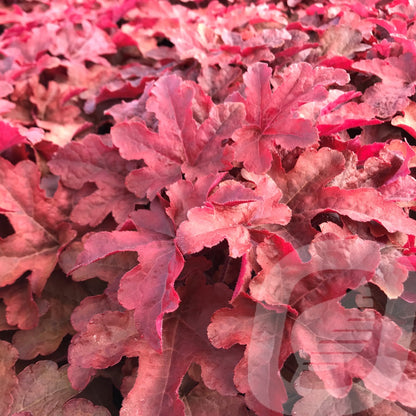 Bilde av Heucherella Red Rover-Spanne Plantesalg