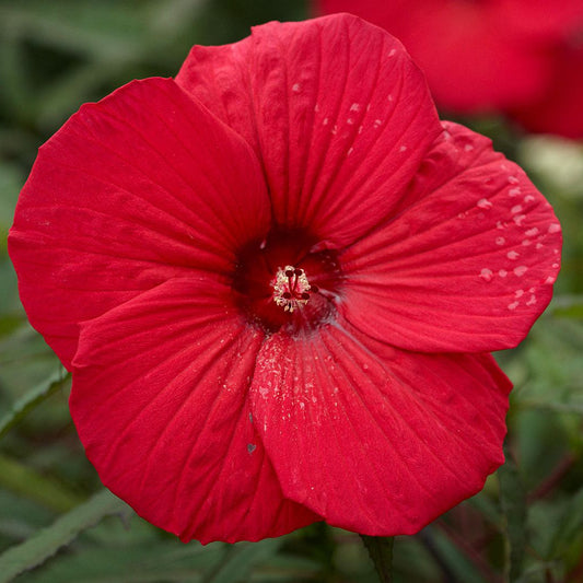 Bilde av Hibiscus 'Fireball'-Spanne Plantesalg