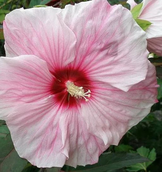Bilde av Hibiscus 'Kopper King'-Spanne Plantesalg