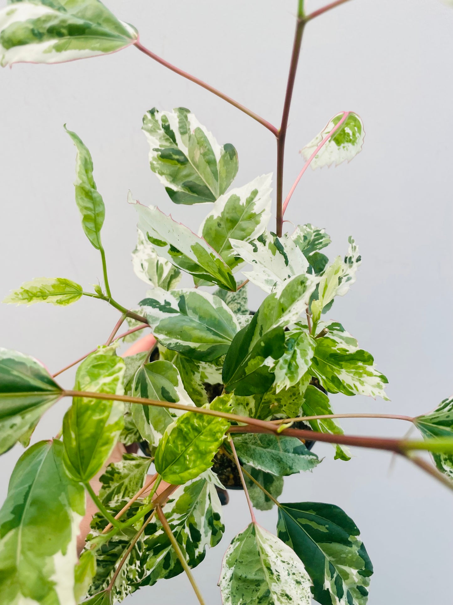 Bilde av Hibiscus rosa ‘Variegata’-Spanne Plantesalg
