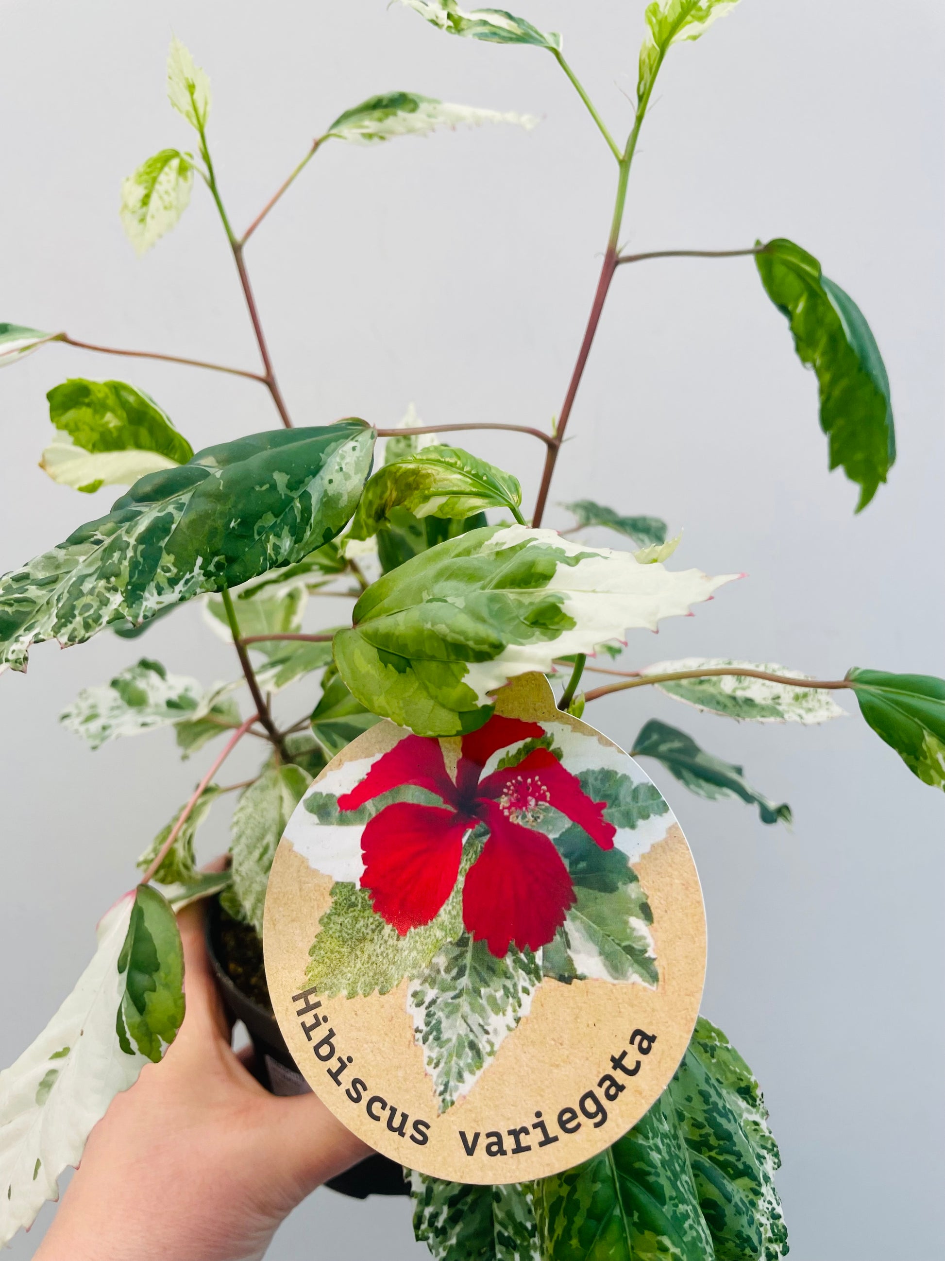 Bilde av Hibiscus rosa ‘Variegata’-Spanne Plantesalg