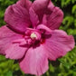 Bilde av Hibiscus s. 'Flower Tower Ruby'-Spanne Plantesalg