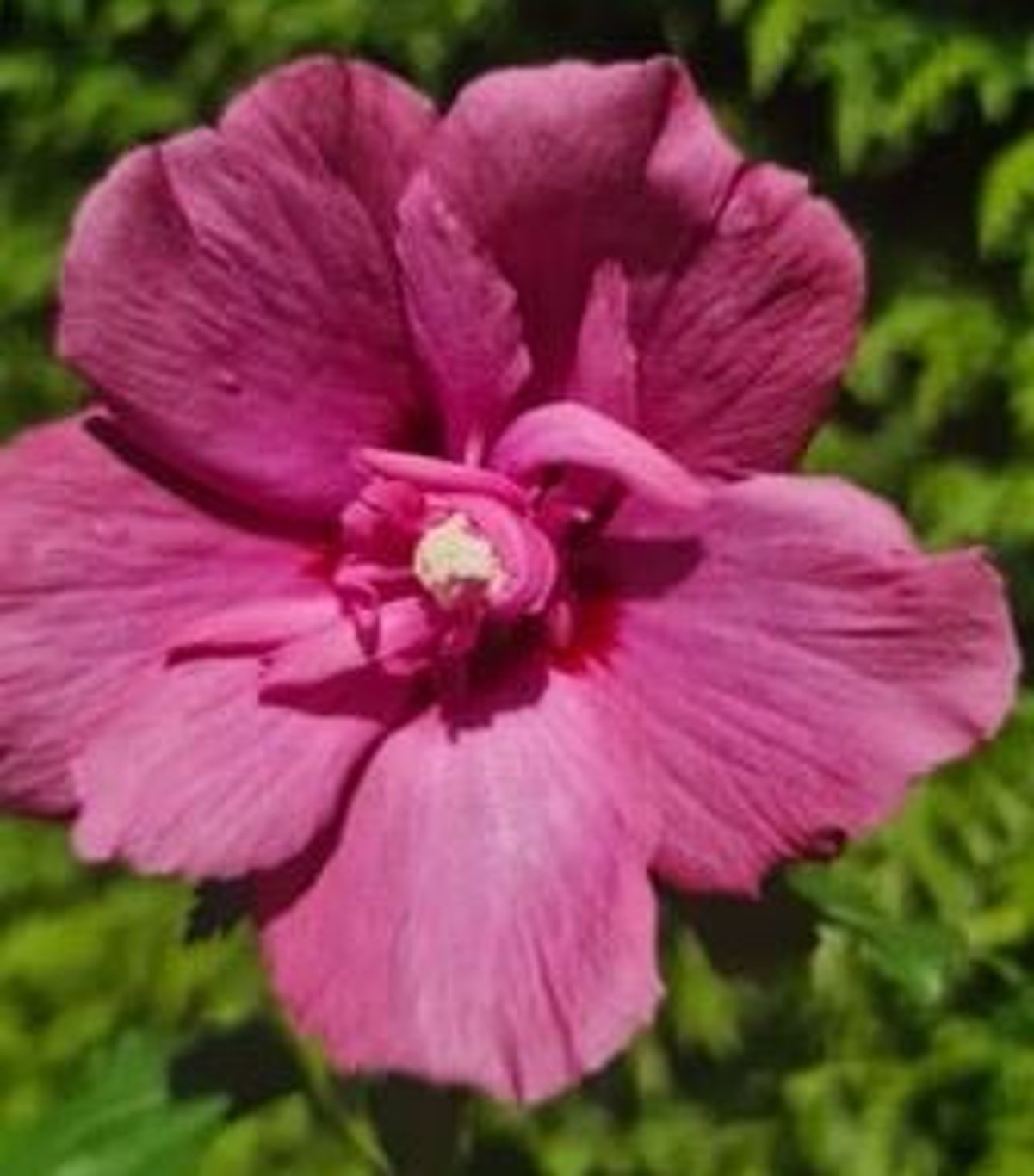 Bilde av Hibiscus s. 'Flower Tower Ruby'-Spanne Plantesalg