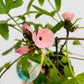Bilde av HIBISCUS SABDARIFFA 'TEA PLANT HAWAII'-Spanne Plantesalg