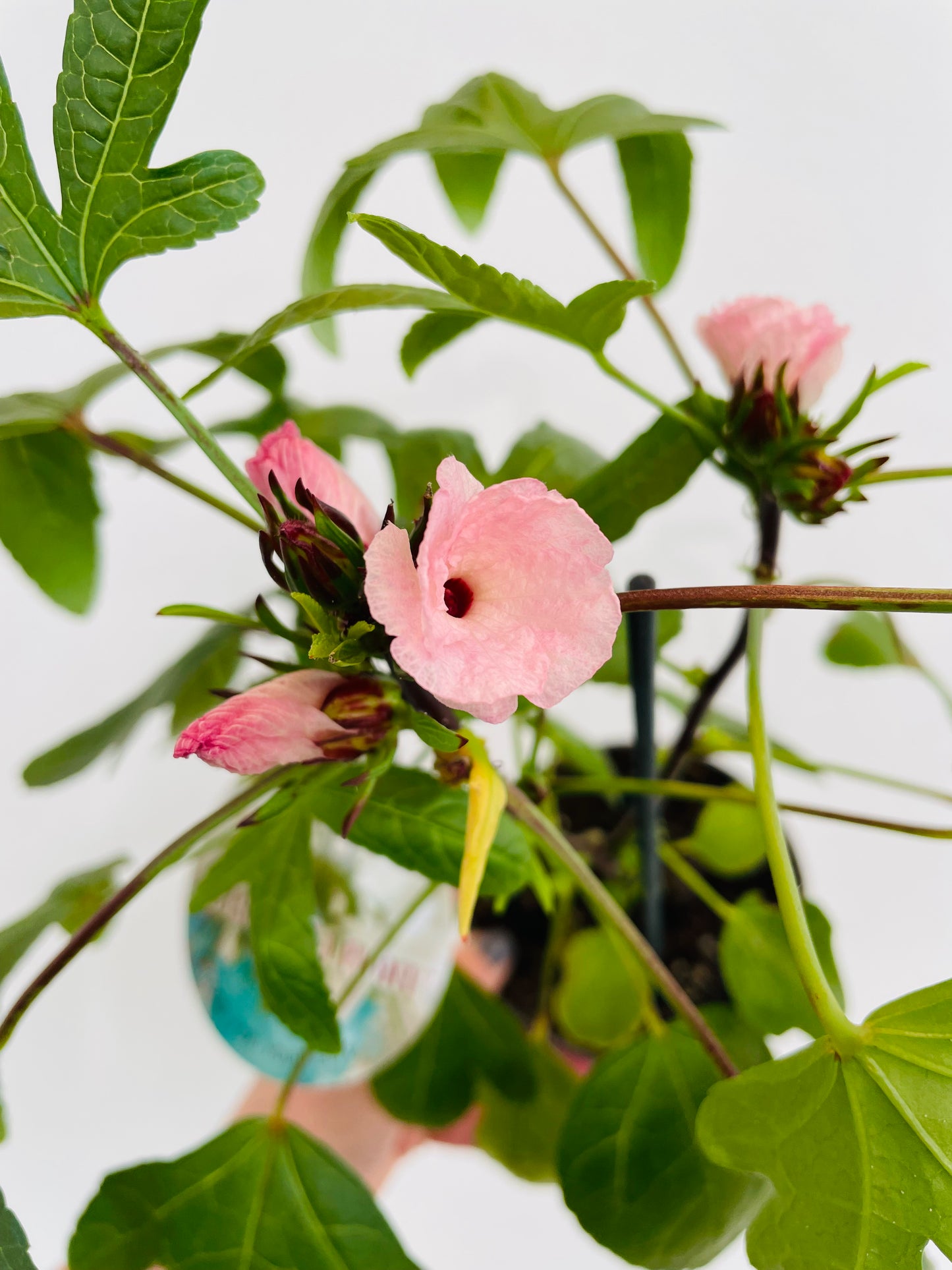 Bilde av HIBISCUS SABDARIFFA 'TEA PLANT HAWAII'-Spanne Plantesalg
