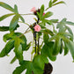Bilde av HIBISCUS SABDARIFFA 'TEA PLANT HAWAII'-Spanne Plantesalg