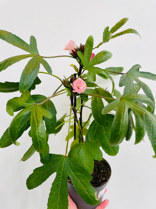 Bilde av HIBISCUS SABDARIFFA 'TEA PLANT HAWAII'-Spanne Plantesalg