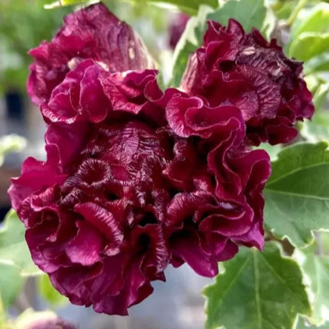 Bilde av Hibiscus syr, 'Purpureus Variegatus'-Spanne Plantesalg
