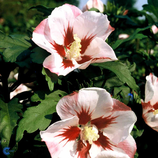 Bilde av Hibiscus syr. 'Hamabo'-Spanne Plantesalg