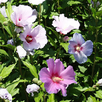Bilde av Hibiscus syr. 'Tri-color'-Spanne Plantesalg