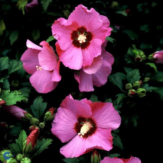 Bilde av Hibiscus syriacus 'Pink Giant'-Spanne Plantesalg