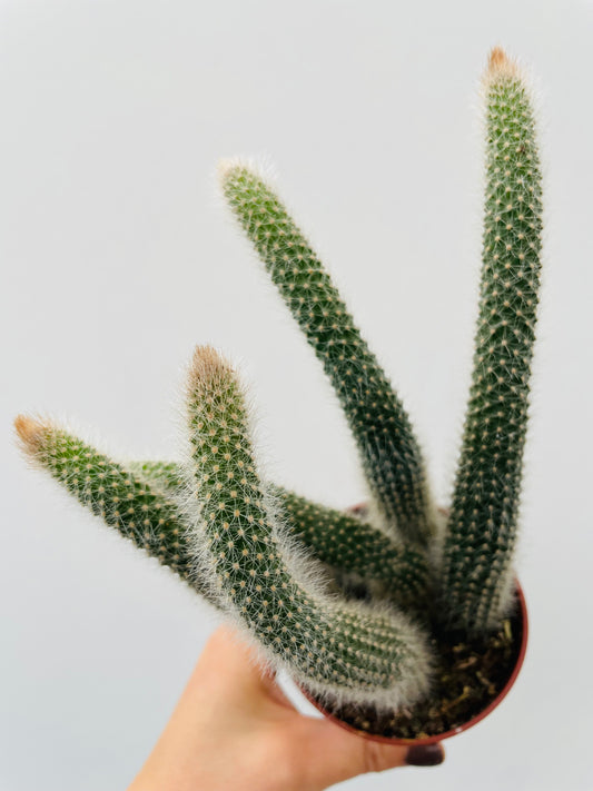 Bilde av Hildewintera colademononis `Monkey's tail`-Spanne Plantesalg