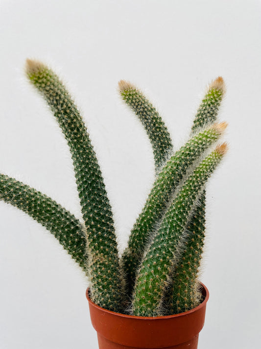 Bilde av Hildewintera colademononis `Monkey's tail`-Spanne Plantesalg