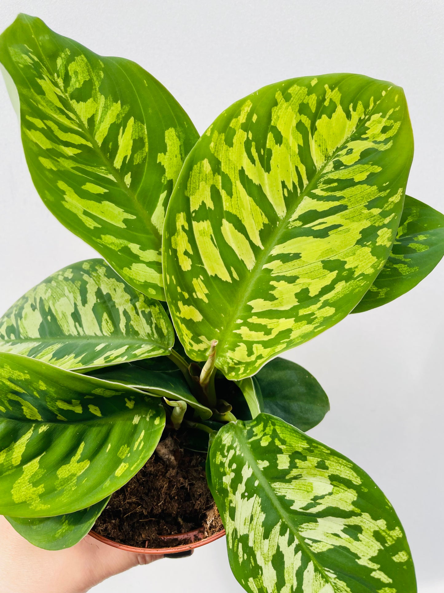Bilde av Homalomena wallisii ‘Camouflage’-Spanne Plantesalg