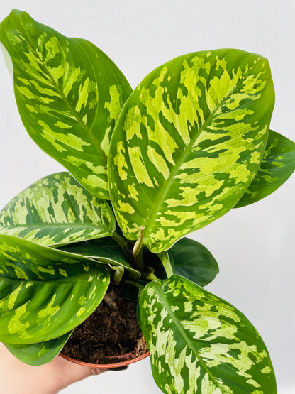 Bilde av Homalomena wallisii ‘Camouflage’-Spanne Plantesalg