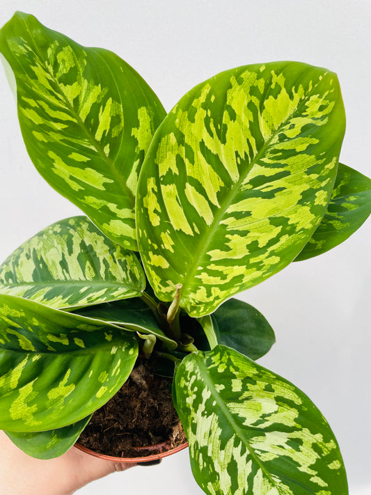 Bilde av Homalomena wallisii ‘Camouflage’-Spanne Plantesalg
