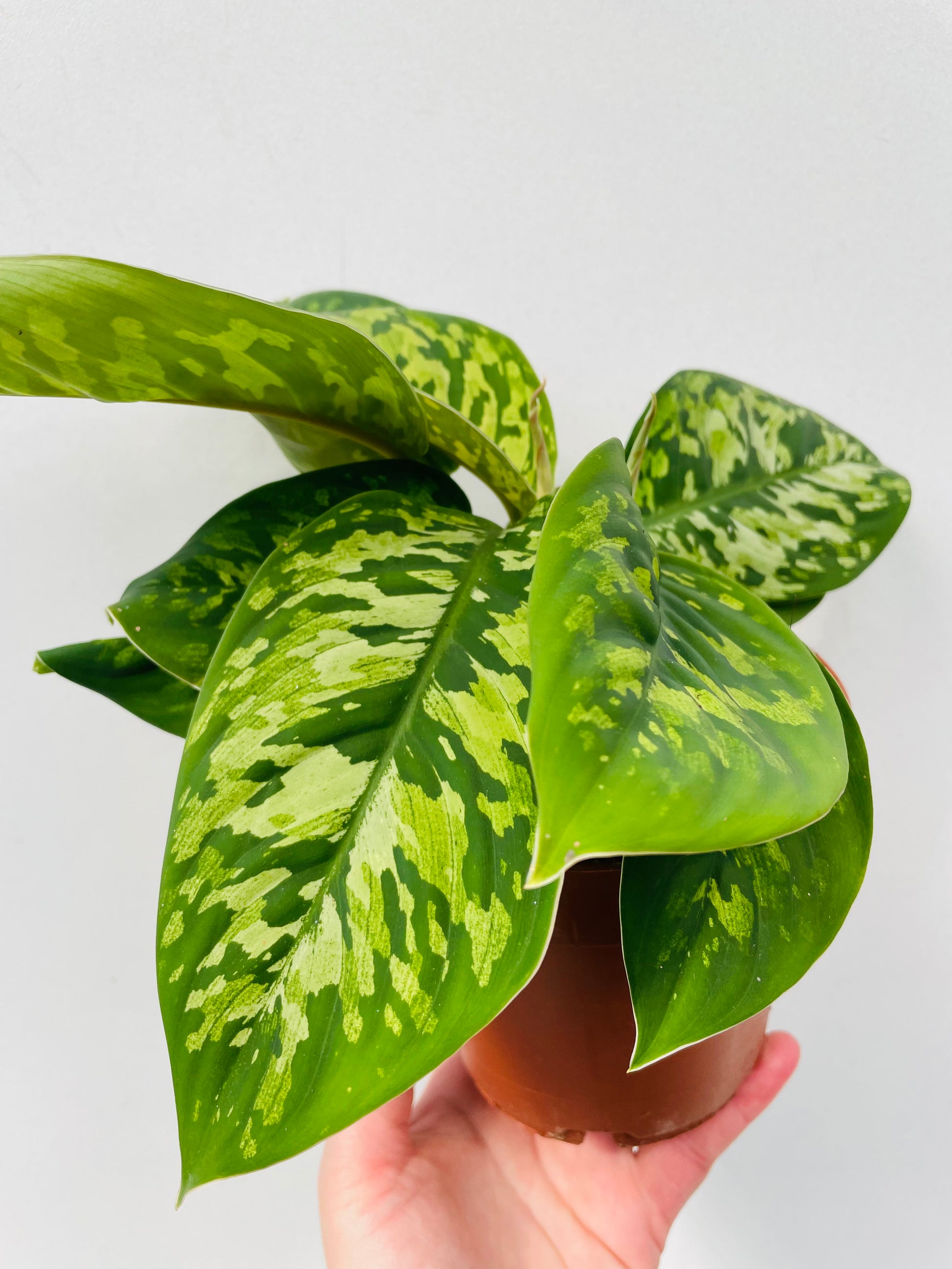 Bilde av Homalomena wallisii ‘Camouflage’-Spanne Plantesalg