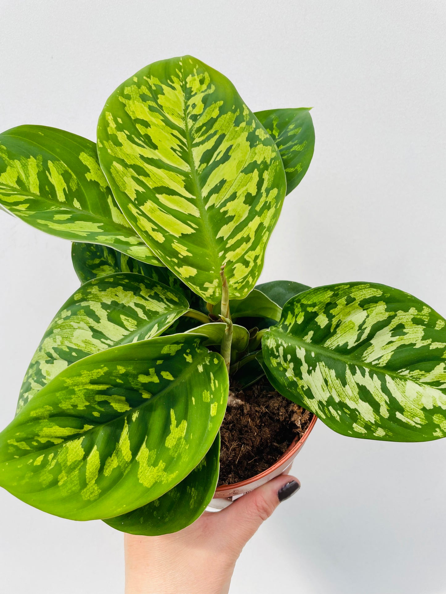 Bilde av Homalomena wallisii ‘Camouflage’-Spanne Plantesalg