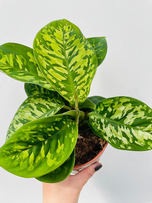 Bilde av Homalomena wallisii ‘Camouflage’-Spanne Plantesalg