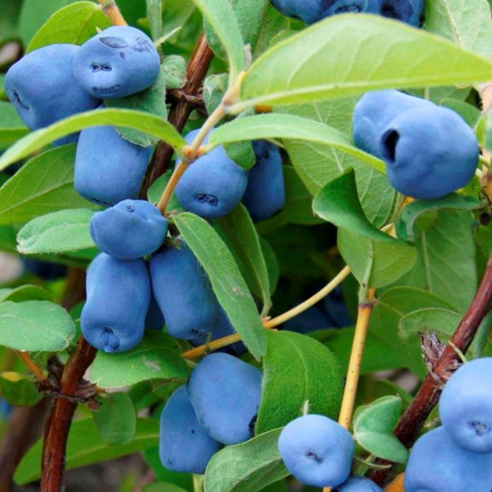 Bilde av Honningbær / Lonicera caerulea 'Aurora'-Spanne Plantesalg