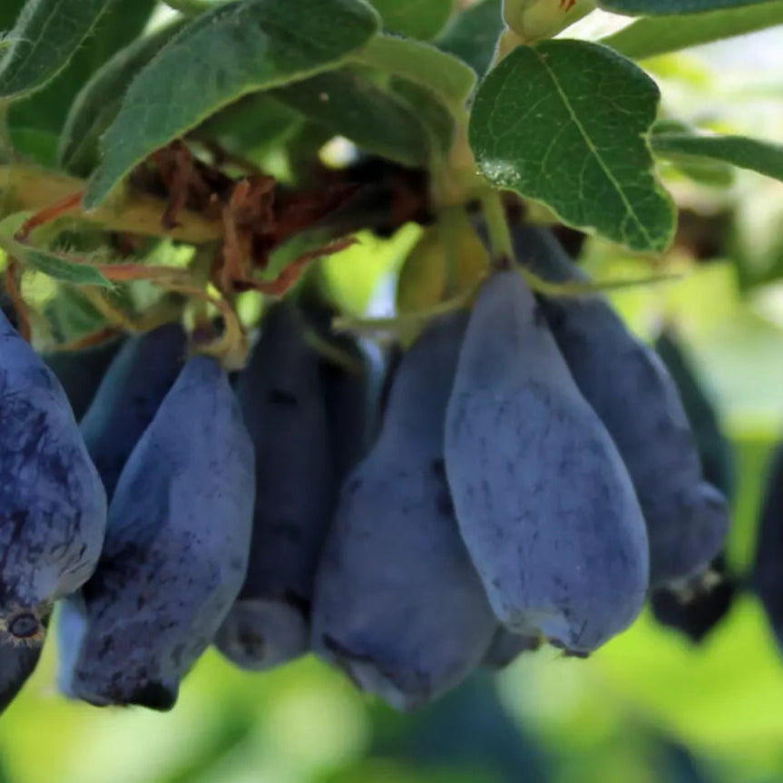 Bilde av Honningbær/ Lonicera caerulea 'Wojtek'-Spanne Plantesalg