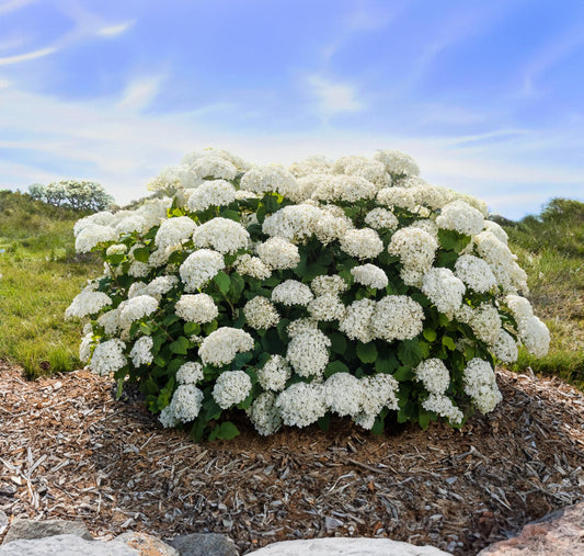 Bilde av Hydrangea arb. 'Baiful' (First Editions® NYHET!-Spanne Plantesalg