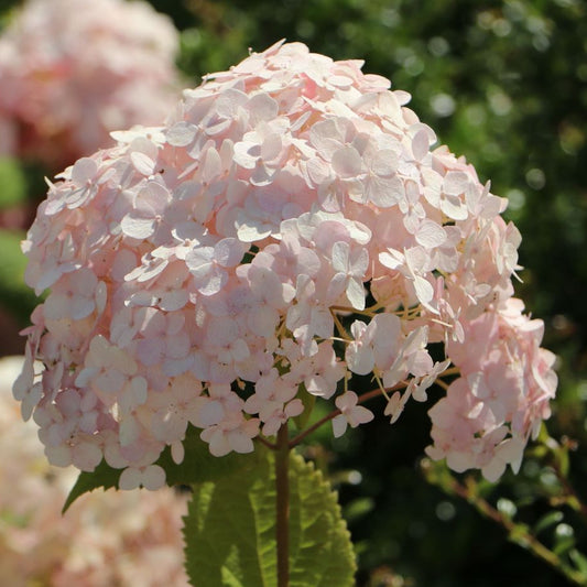Bilde av Hydrangea arb. Candybelle Bubblegum-Spanne Plantesalg