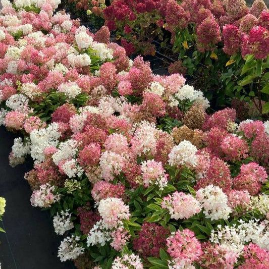 Bilde av Hydrangea pan. Groundbreaker® NYHET!-Spanne Plantesalg
