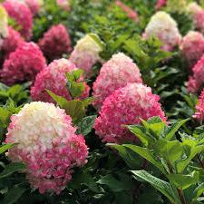 Bilde av Hydrangea pan. Little Lime Punch-Spanne Plantesalg