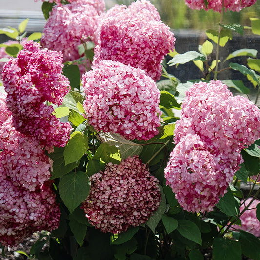 Bilde av Hydrangea arb. Magical Dark Pink-Spanne Plantesalg