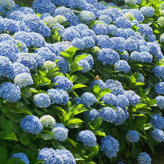 Bilde av Hydrangea m. 'Nikko Blue'-Spanne Plantesalg