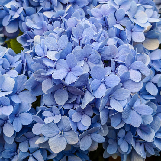 Bilde av Hydrangea m. 'Nikko Blue'-Spanne Plantesalg
