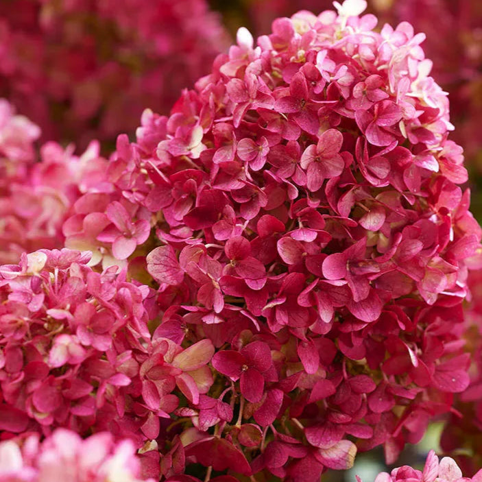 Bilde av Hydrangea pan. Petite Cherry C2-Spanne Plantesalg