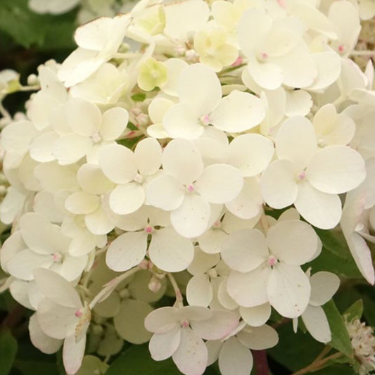 Bilde av Hydrangea paniculata Petite Star-Spanne Plantesalg