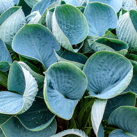 Bilde av Hosta `Empress Wu`-Spanne Plantesalg