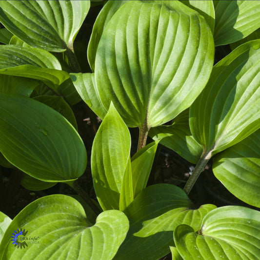 Bilde av Hosta hybrid 'Purple Heart'-Spanne Plantesalg