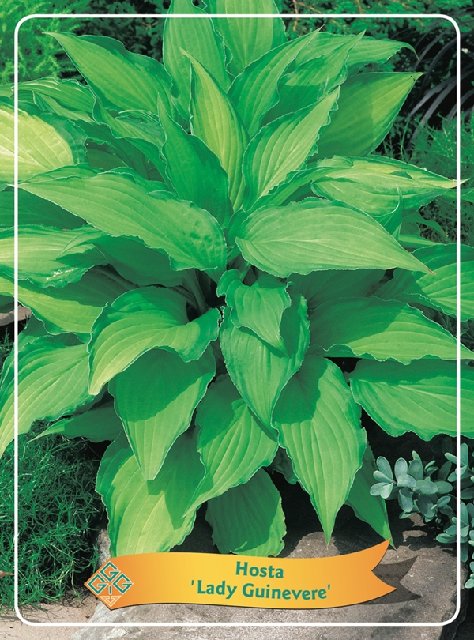 Bilde av Hosta Mix-Spanne Plantesalg
