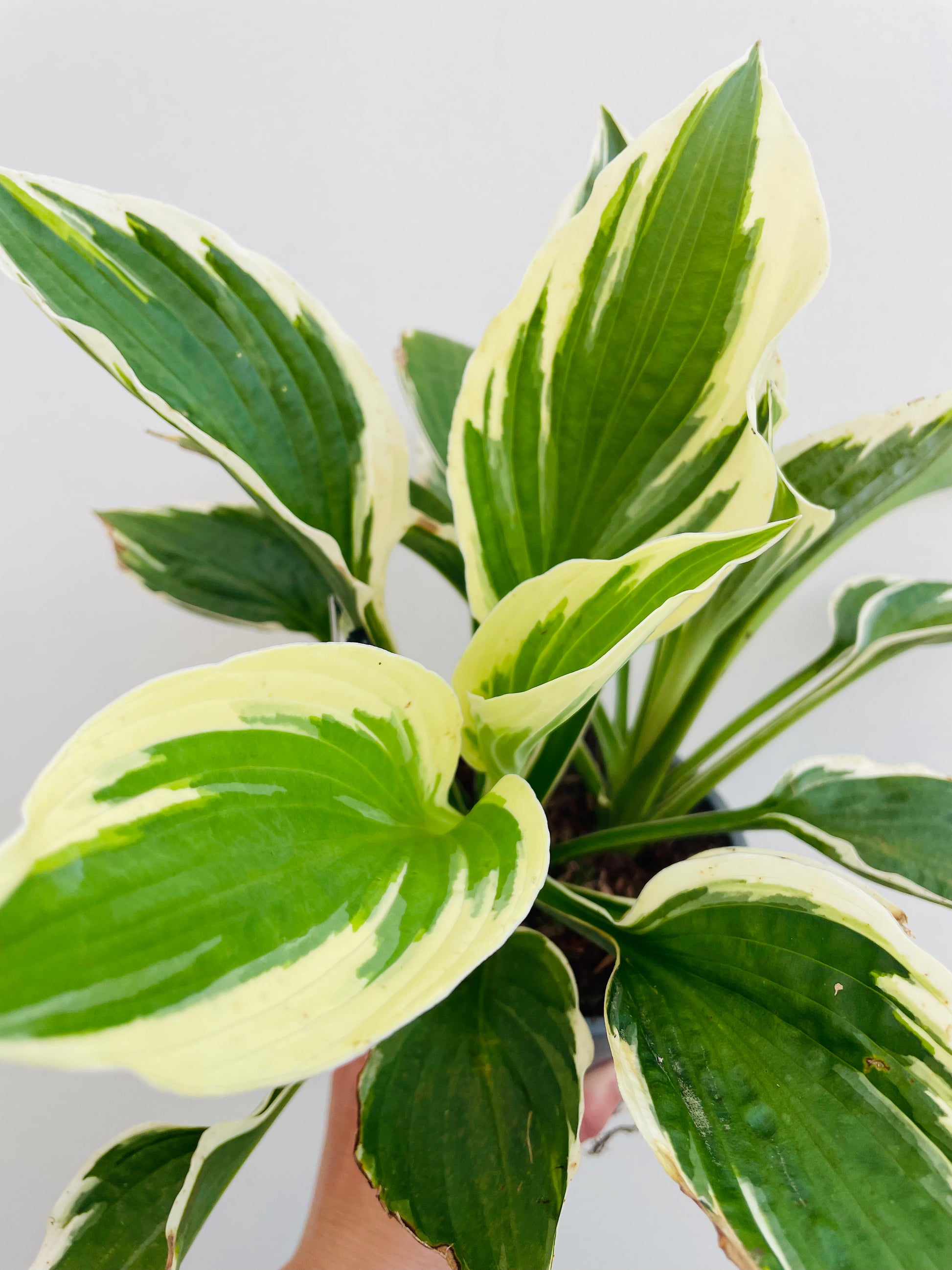 Bilde av Hosta 'Patriot'-Spanne Plantesalg