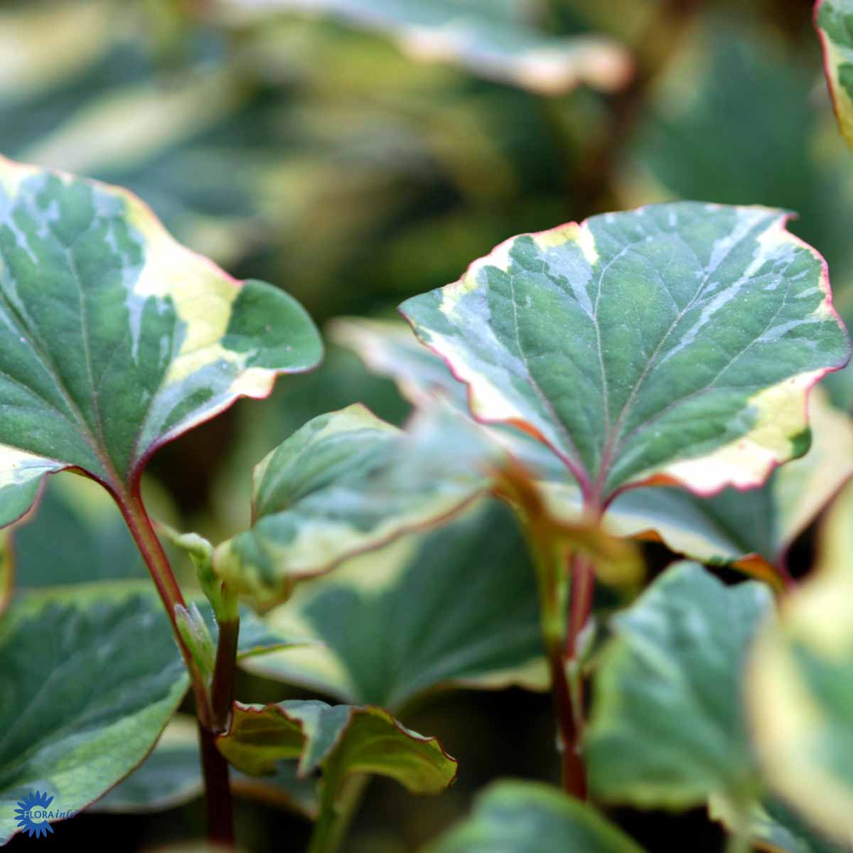 Bilde av HOUTTUYIA CORDATA CHAMELEON-Spanne Plantesalg