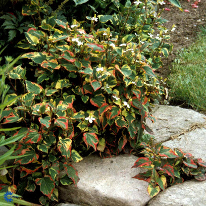 Bilde av Houttuynia cordata 'Chameleon'-Spanne Plantesalg