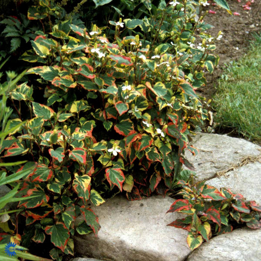 Bilde av HOUTTUYIA CORDATA CHAMELEON-Spanne Plantesalg