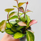 Bilde av Hoya australis ‘Lisa’-Spanne Plantesalg